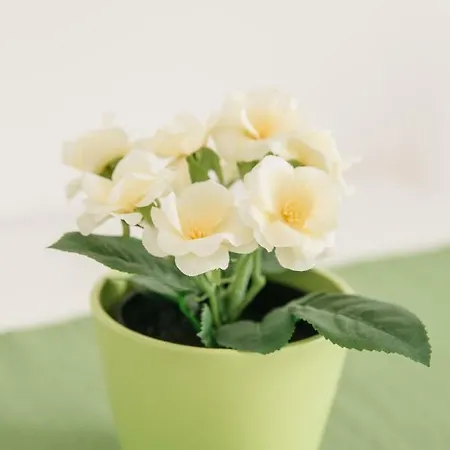 Fior Fiore Spello